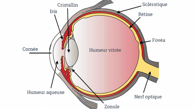 [Image: oeil-en-coupe.png]