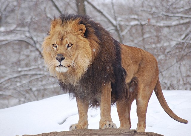 African-Lion-Panthera-leo-Male-Pittsburgh-2800px.jpg