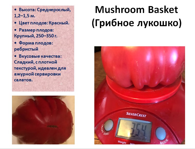 472858173_28597099369936692_5857750338725018386_n
