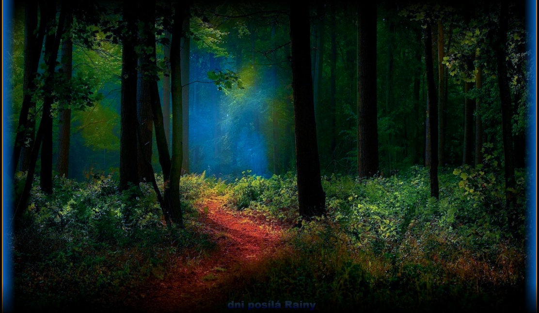 nature-landscape-path-forest-mist-sunlight-shrubs-trees-113102.jpg