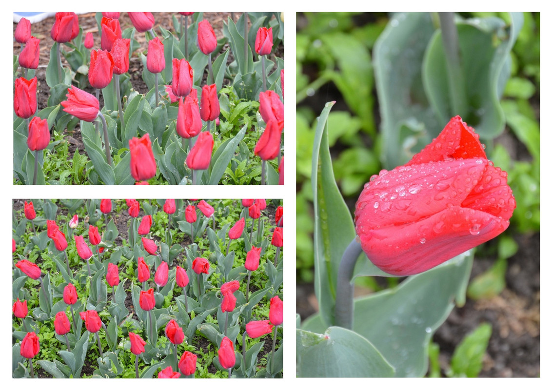 Новый коллаж.jpg 49