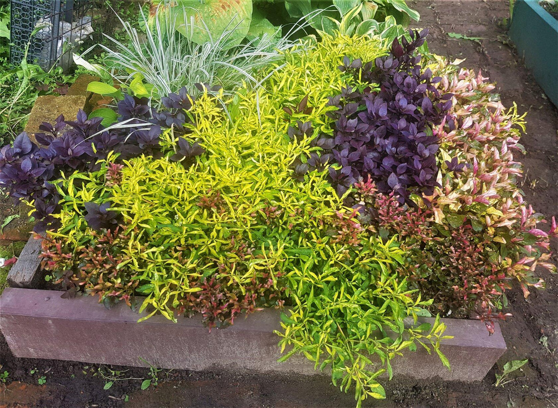 альтернантеры общий вид