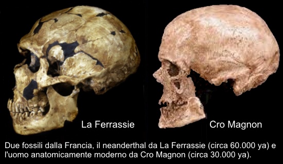 [Immagine: La-Ferrassie-Cromagnon.jpg]