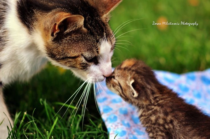 first-contact-kitties.jpg