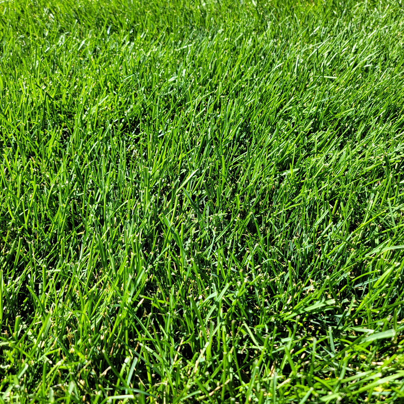 Is this good grass or bad grass/weeds The Lawn Forum