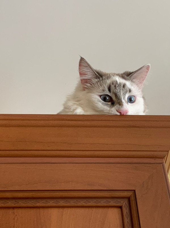 BB05C5FB-E4CD-41CB-A2D9-E062EF60A4BC