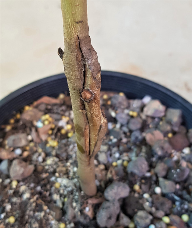 red illama on paludosa