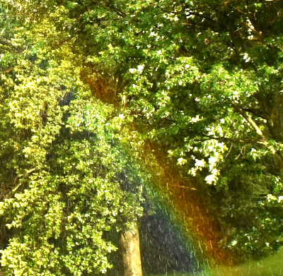 Rainbow-In-Yard-2023.jpg