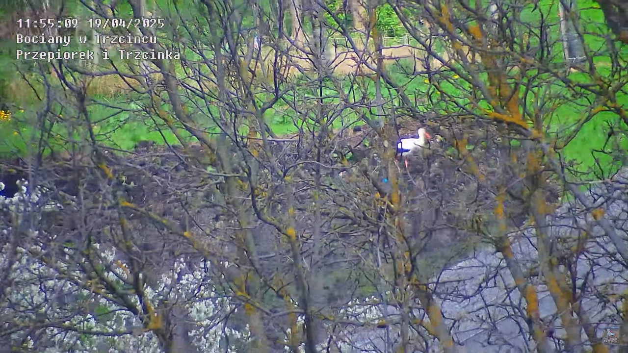 19042025bociany12