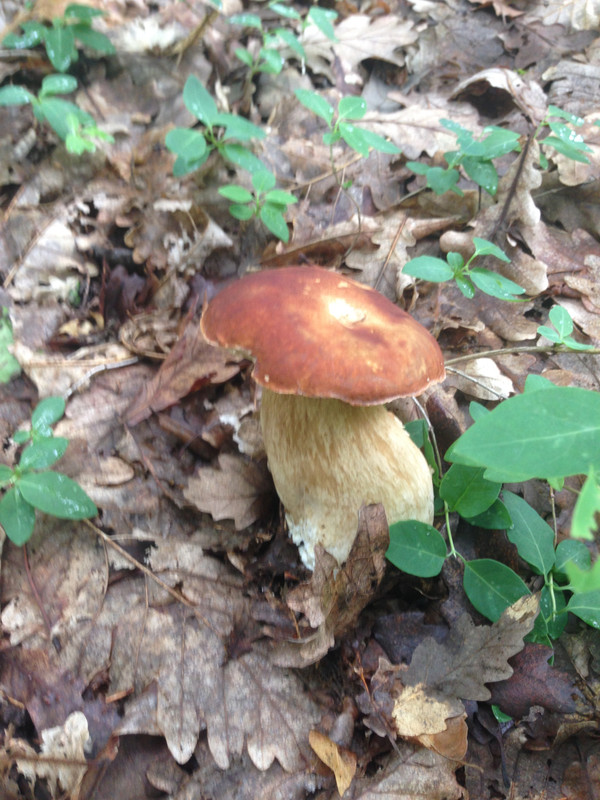 [Слика: IMG-2219.jpg]