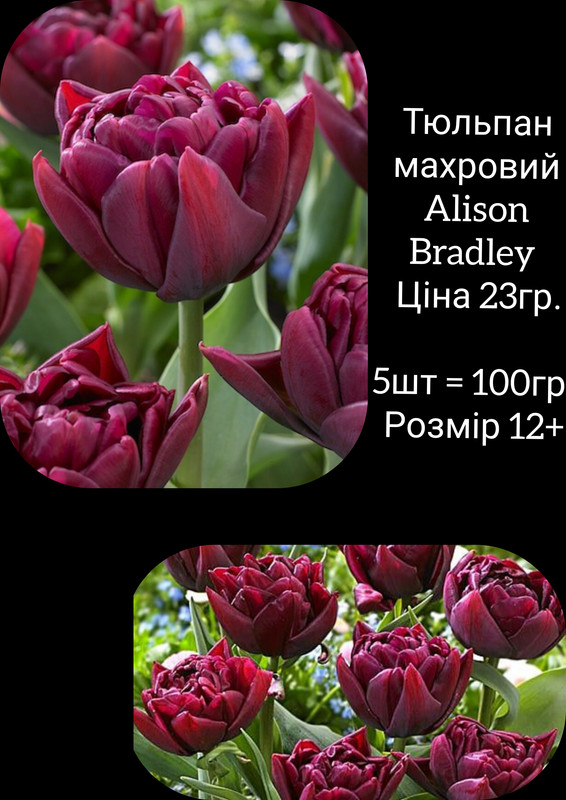 GridArt_20230810_084238158