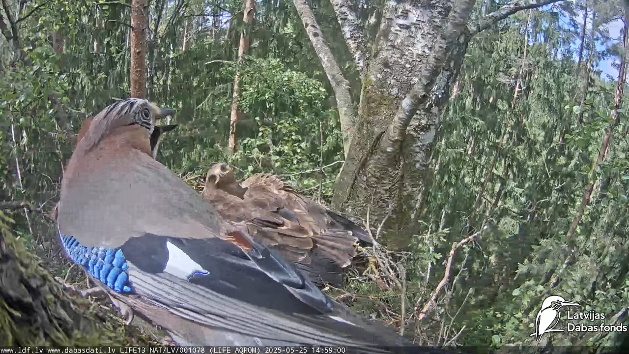 Mazais ērglis (Clanga pomarina), ligzda bērzā 15-21-25 screenshot