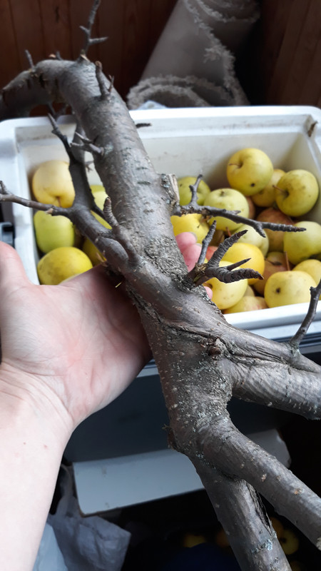 16014428935305563576324038968666