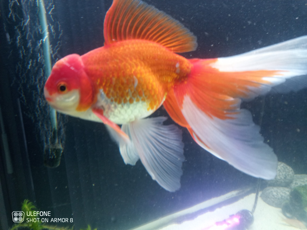 IMG_20210824_191039_970