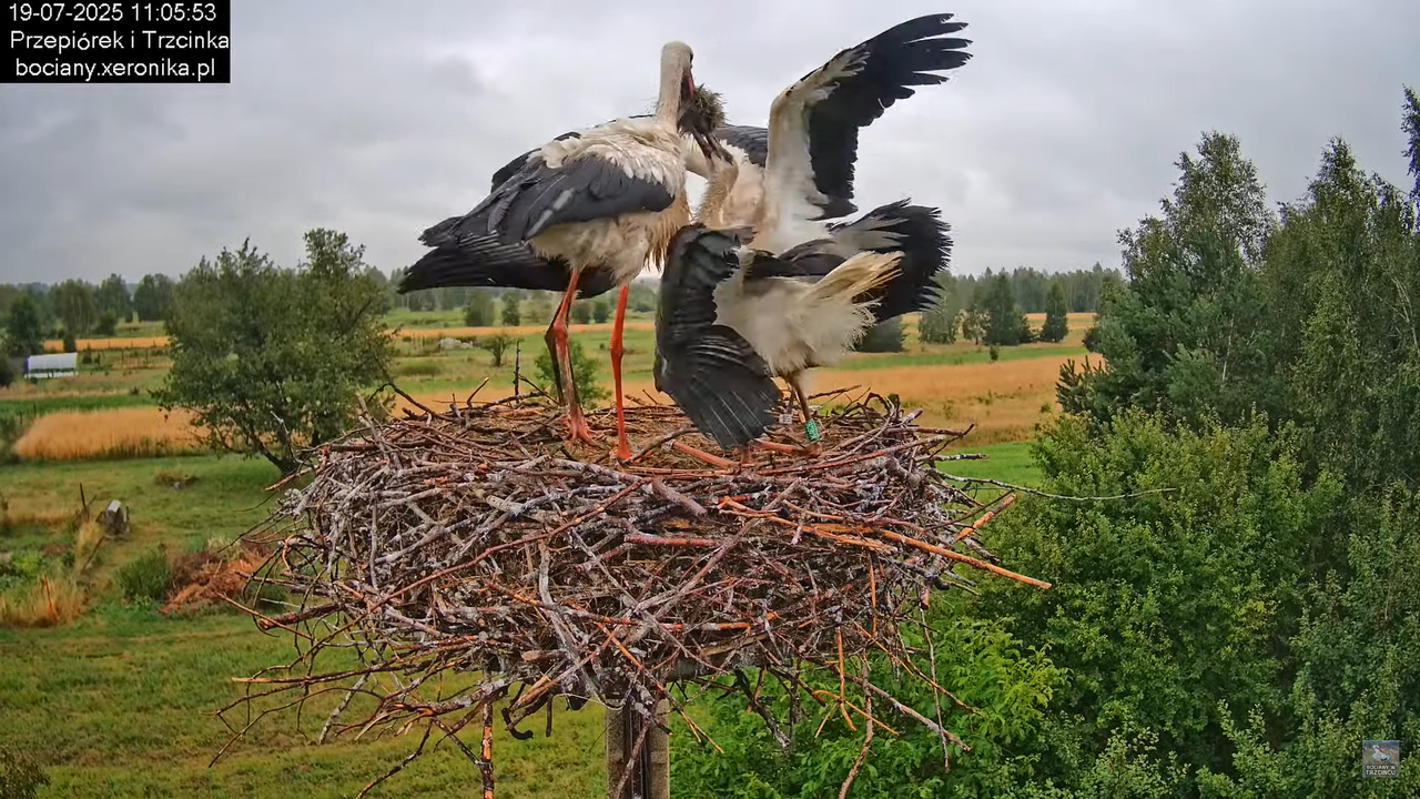 19072025bociany28