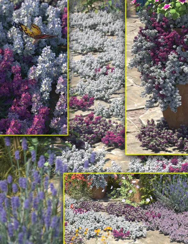 Cottage Garden Flowers – Alyssum