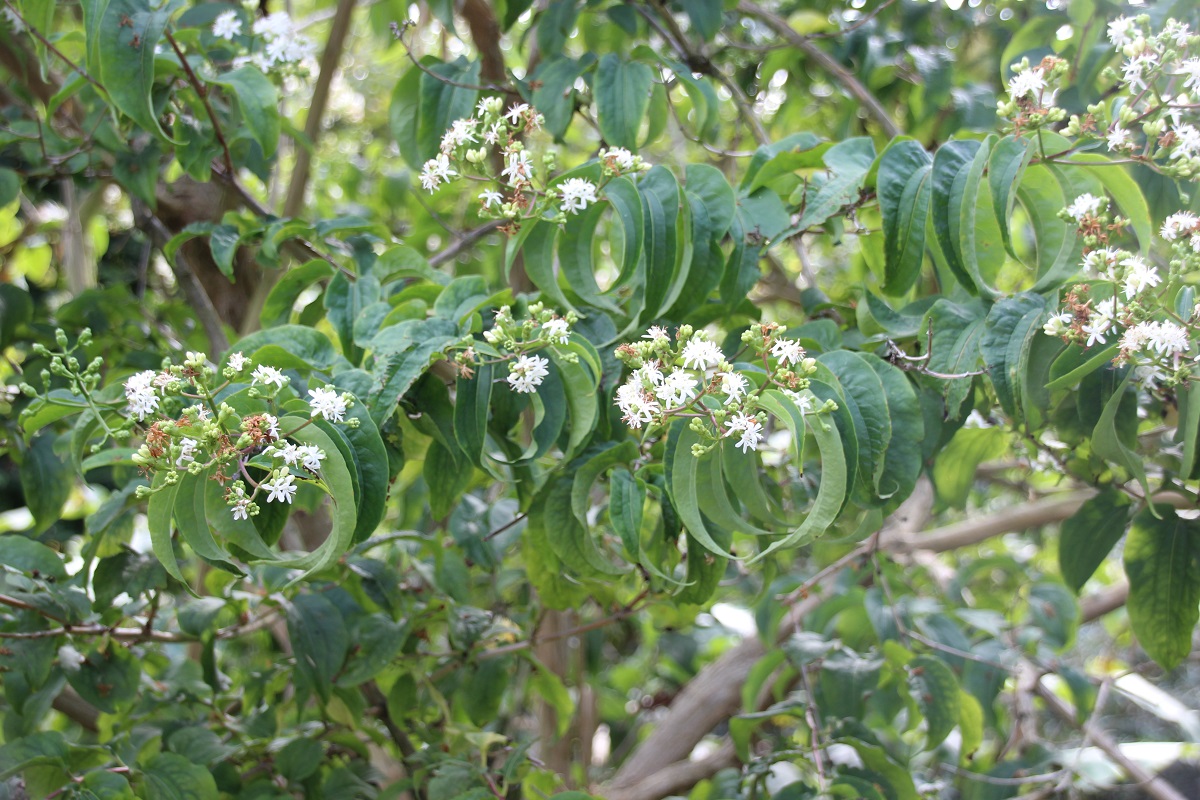 Heptacodium miconioides , Hyde Hall , 180921