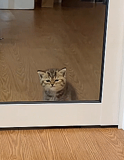 Kissa.gif