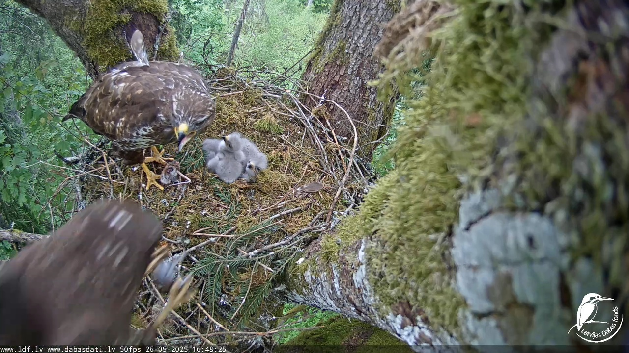 Melnās klijas (Milvus migrans) Kurzemē_ peļu klijāni (Buteo buteo) 11-51-30 screenshot
