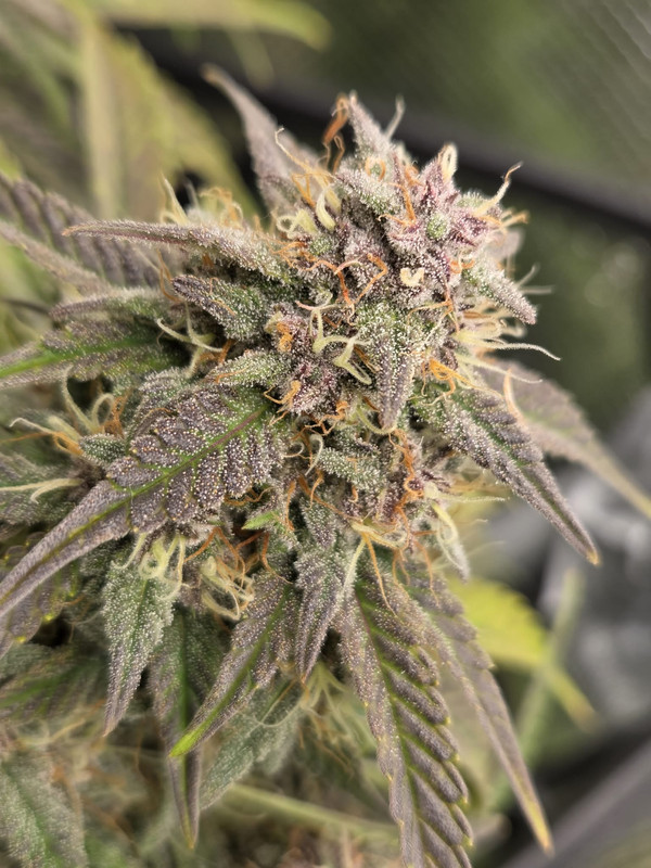 Messenger creation A8026ADB 1DA0 4543 AD34 84288D6485CE