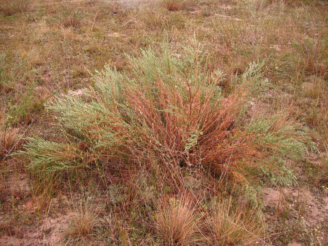 Teknival BG. 2017 (110)