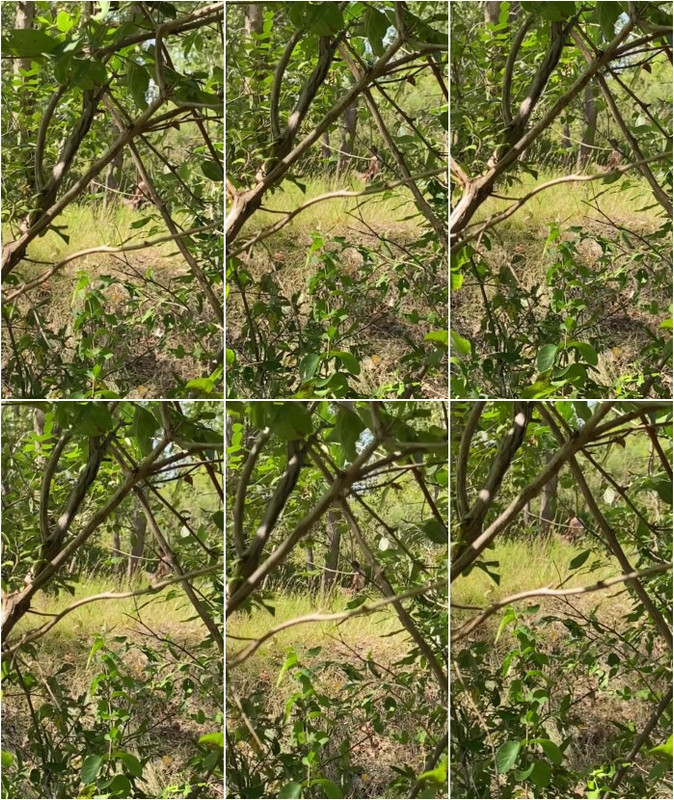 [Image: Fucking-in-the-Weeds-Caught-by-Voyuer-2.jpg]