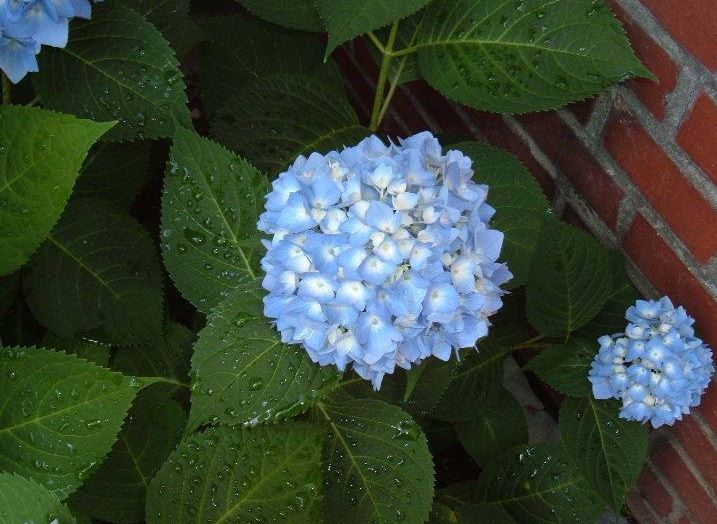 2017 hydrangea