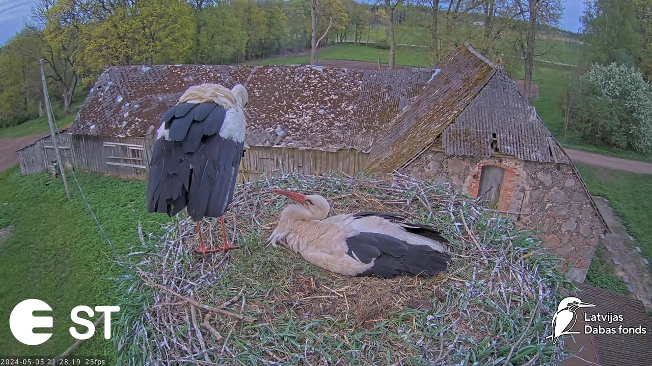 Baltie stārķi (Ciconia ciconia) Tukuma novadā - LDF tiešraide __ White storks in Tukums, Latvia 13-4