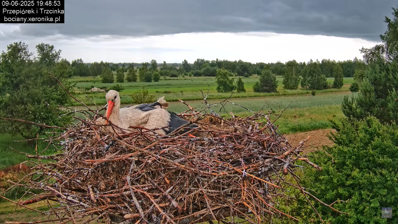 09062025bociany40