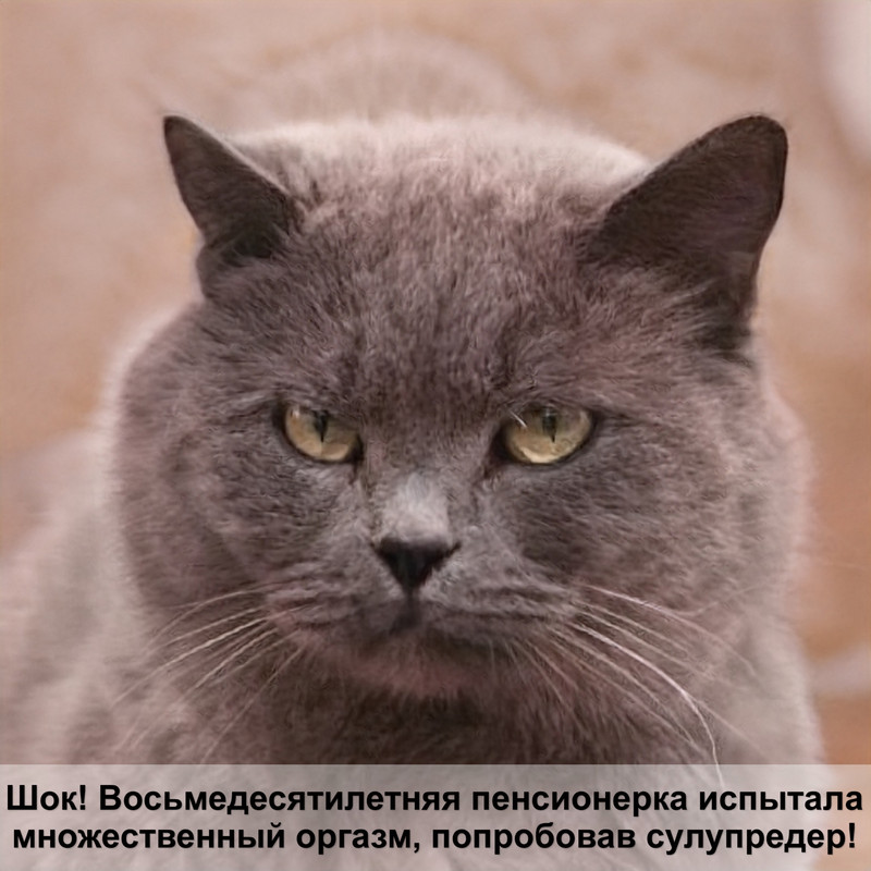 коты больших пород