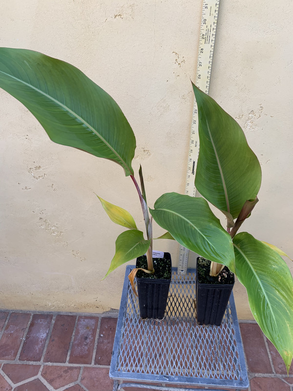 7A397051-A1EB-4413-AEE2-FDD23A104D94