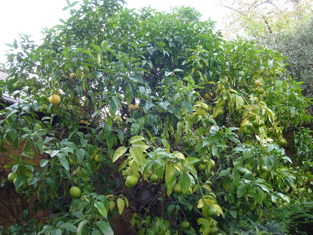 Grapefruit_tree_at_Chelsea_Physic_Garden