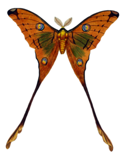 papillon37