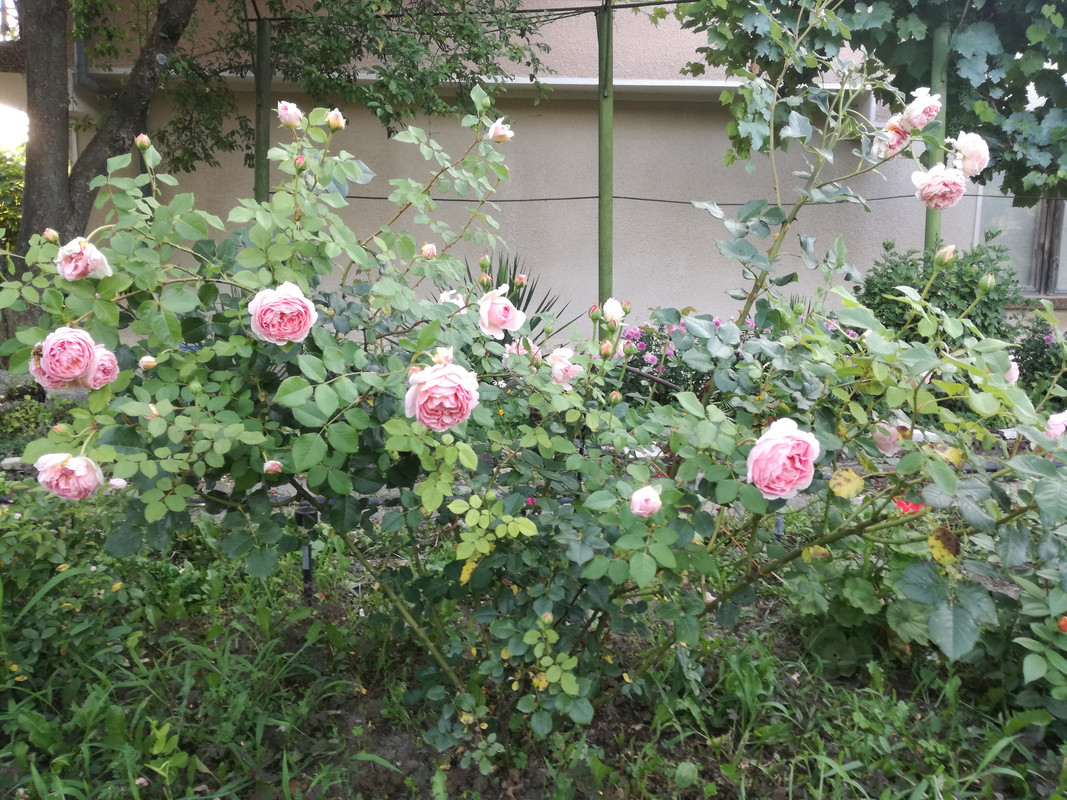 IMG_20190706_194706