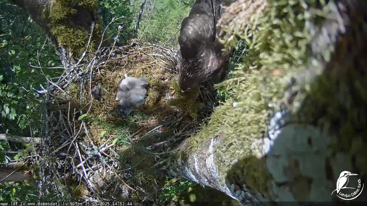 Melnās klijas (Milvus migrans) Kurzemē_ peļu klijāni (Buteo buteo) 11-25-59 screenshot