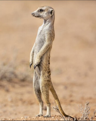 suricate