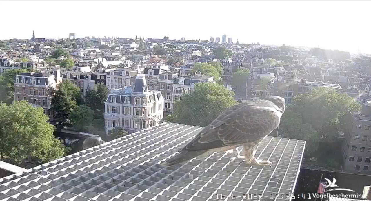 Amsterdam/Rijksmuseum screenshots © Beleef de Lente/Vogelbescherming Nederland - Pagina 27 Video-2022-06-16-073940-Moment-3