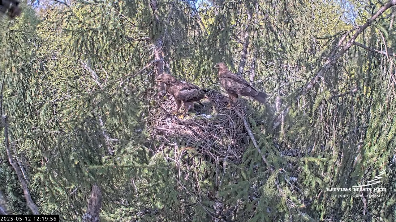 LVM mazais ērglis Lisiņa, egle2 – Lesser Spotted Eagle 17-52-41 screenshot