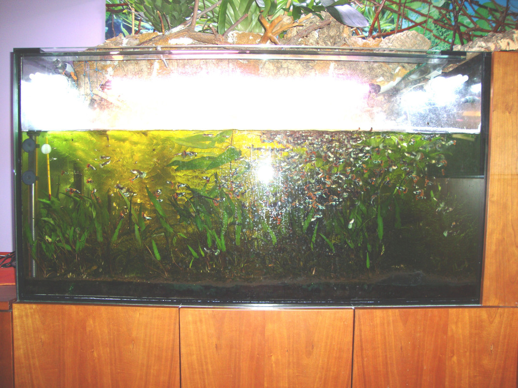 Acquario 275 litri 2 ago 18 (1)