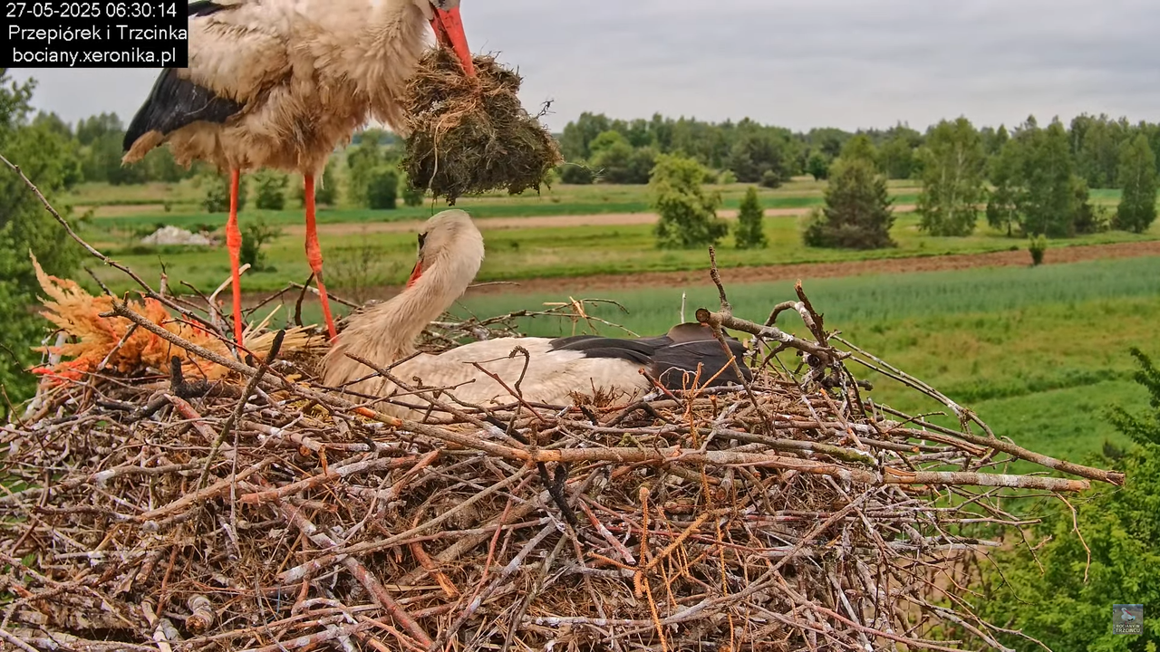 27052025bociany14