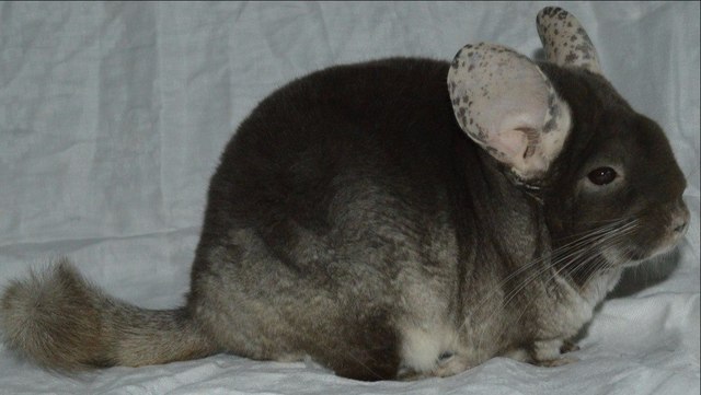 ztqAjlHujyc