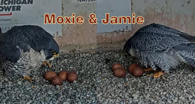 Fort Wayne falcon cam - Pagina 2 Przechwytywanie-w-trybie-pe-noekranowym-20-03-2023-215548