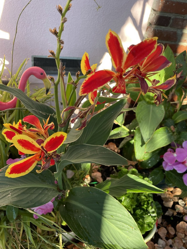 6F4003D8-AB0B-4D59-A1AE-93568ADD6A6B_1_105_c