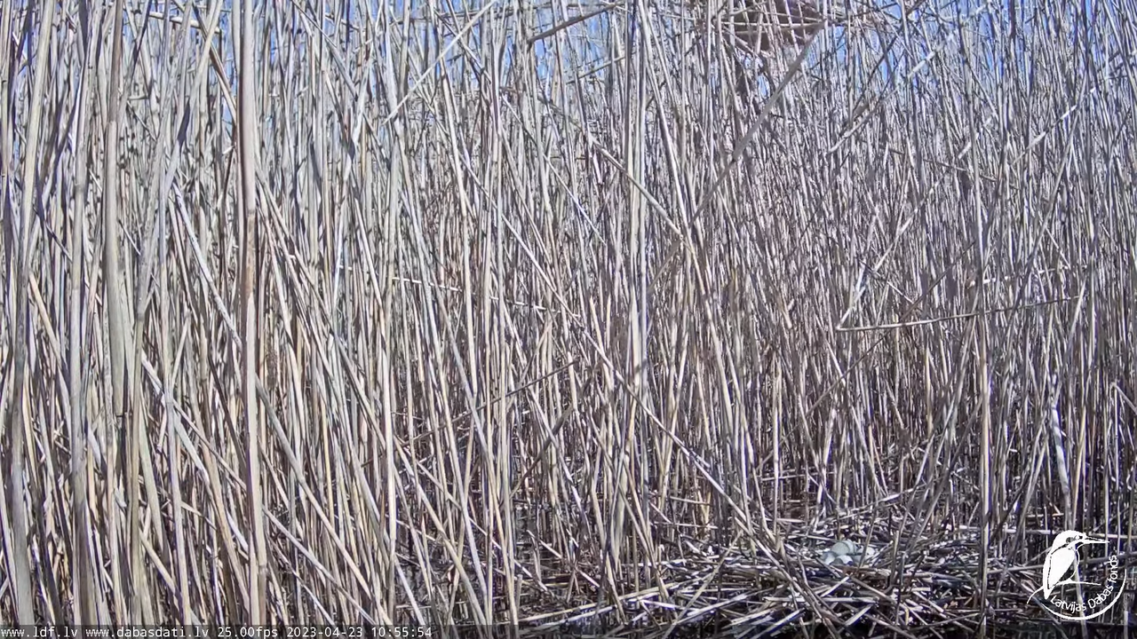 Lielais dumpis (Botaurus stellaris) Engurē - LDF tiešraide 11-42-24 screenshot