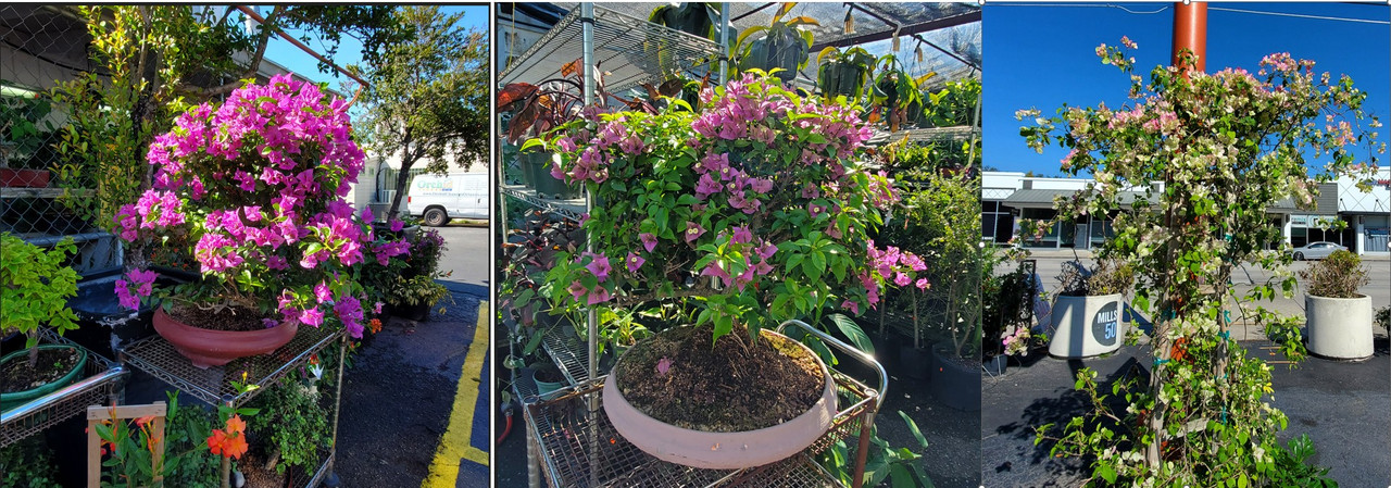 [Image: 20260322Orlando_Orchidand_Bonsai_Hoa_Giay.jpg]