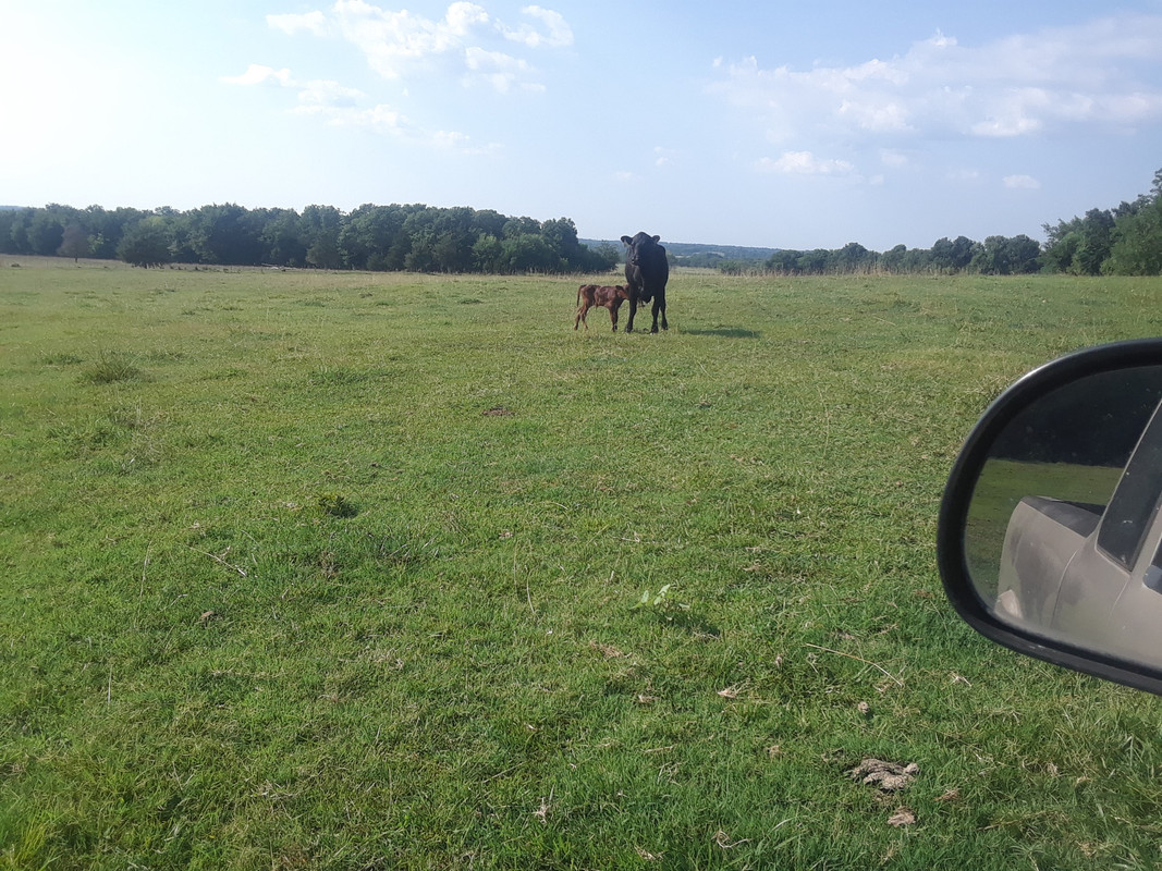 2018 calving season #80