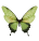  Green butterfly 
