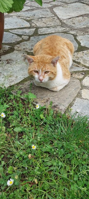 Εικόνα