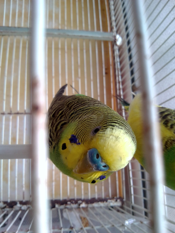 صورة