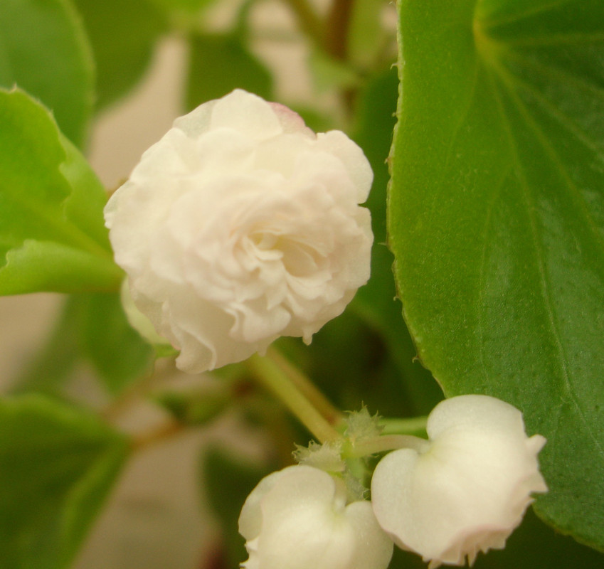 бегония дабл